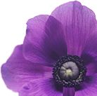 pic_purpleflower.jpg